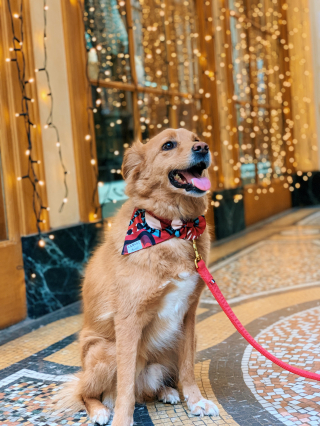 Illustration de l'article : Avec French Bandit et Lancel, offrez un bandana ultra stylé à votre animal pour les fêtes de Noël !