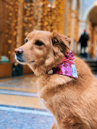 Illustration de l'article : Avec French Bandit et Lancel, offrez un bandana ultra stylé à votre animal pour les fêtes de Noël !