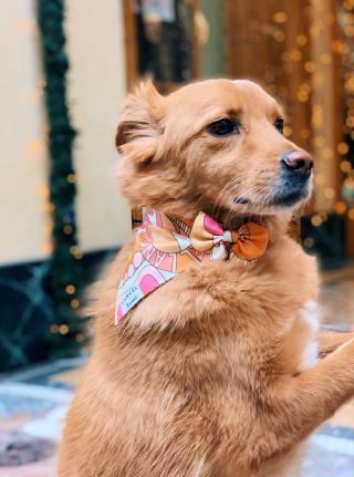 Illustration de l'article : Avec French Bandit et Lancel, offrez un bandana ultra stylé à votre animal pour les fêtes de Noël !