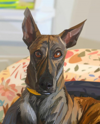 Illustration de l'article : 20 portraits atypiques de chiens soulignant leurs principales expressions