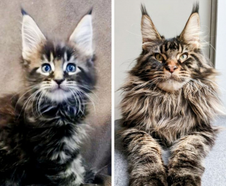 Illustration de l'article : 9 photos avant et après d'animaux qui ont admirablement grandi