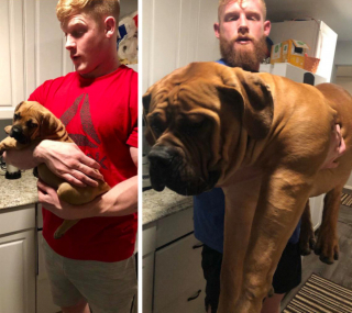 Illustration de l'article : 9 photos avant et après d'animaux qui ont admirablement grandi