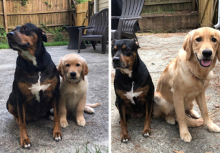 Illustration de l'article : 9 photos avant et après d'animaux qui ont admirablement grandi