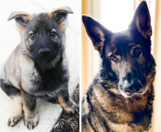 Illustration de l'article : 9 photos avant et après d'animaux qui ont admirablement grandi