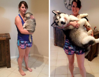 Illustration de l'article : 9 photos avant et après d'animaux qui ont admirablement grandi