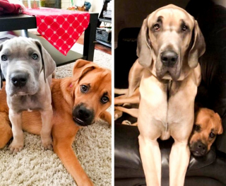 Illustration de l'article : 9 photos avant et après d'animaux qui ont admirablement grandi