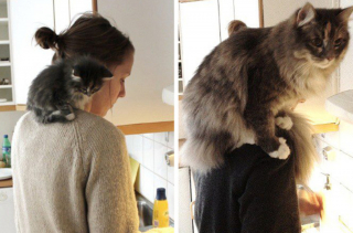 Illustration de l'article : 9 photos avant et après d'animaux qui ont admirablement grandi