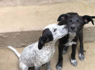 Illustration de l'article : Ce chiot a été abandonné dans une boîte en carton, et recherche dorénavant son foyer pour la vie