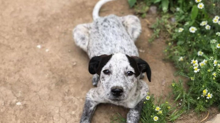 Illustration de l'article : Ce chiot a été abandonné dans une boîte en carton, et recherche dorénavant son foyer pour la vie