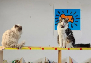 Illustration de l'article : « Attention aux chats qui tombent ! » : le panneau hilarant d’une librairie attire de nombreux curieux (vidéo)