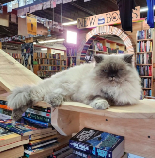 Illustration de l'article : « Attention aux chats qui tombent ! » : le panneau hilarant d’une librairie attire de nombreux curieux (vidéo)