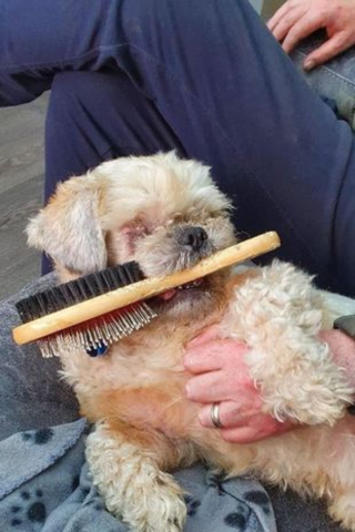 Illustration de l'article : Un Shih Tzu abandonné dans un piteux état trouve du réconfort auprès d’un objet spécial