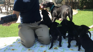 Illustration de l'article : Les bénévoles d’un refuge vont découvrir pourquoi cette mère chienne, secourue avec ses petits, ne peut rester tranquille