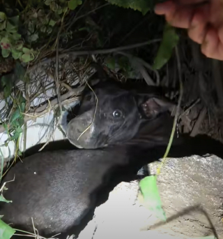 Illustration de l'article : Les bénévoles d’un refuge vont découvrir pourquoi cette mère chienne, secourue avec ses petits, ne peut rester tranquille