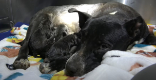 Illustration de l'article : Les bénévoles d’un refuge vont découvrir pourquoi cette mère chienne, secourue avec ses petits, ne peut rester tranquille