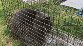 Illustration de l'article : Personne ne semble pouvoir venir en aide à un chat coincé dans un arbre. Mais 2 jeunes garçons refusent de lâcher l’affaire