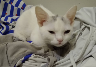 Illustration de l'article : Un chaton à l'air grincheux et atteint de nanisme s’impose auprès de sa famille d’accueil