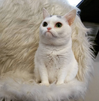 Illustration de l'article : Un chaton à l'air grincheux et atteint de nanisme s’impose auprès de sa famille d’accueil