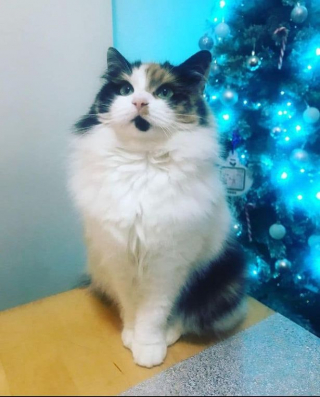 Illustration de l'article : Une chatte maline et gourmande prétend vivre dans la rue pour obtenir plus de friandises 