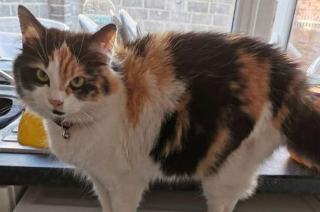 Illustration de l'article : Une chatte maline et gourmande prétend vivre dans la rue pour obtenir plus de friandises 