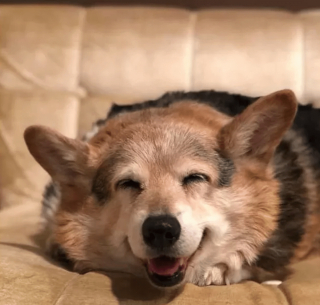 Illustration de l'article : 14 photos de chiens qui sont des concentrés d'énergie positive et veulent la partager avec vous