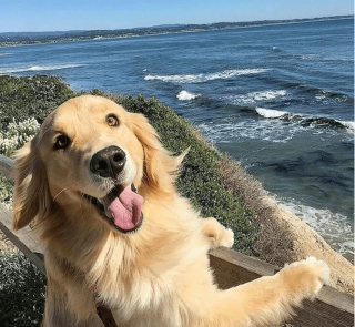 Illustration de l'article : 14 photos de chiens qui sont des concentrés d'énergie positive et veulent la partager avec vous