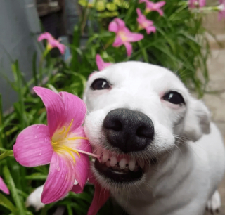 Illustration de l'article : 14 photos de chiens qui sont des concentrés d'énergie positive et veulent la partager avec vous