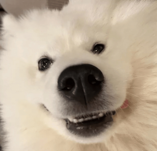 Illustration de l'article : 14 photos de chiens qui sont des concentrés d'énergie positive et veulent la partager avec vous