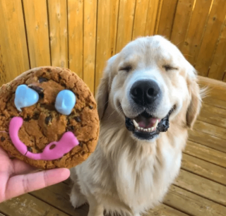 Illustration de l'article : 14 photos de chiens qui sont des concentrés d'énergie positive et veulent la partager avec vous