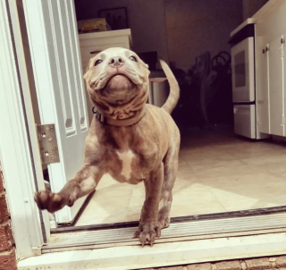 Illustration de l'article : 14 photos de chiens qui sont des concentrés d'énergie positive et veulent la partager avec vous