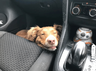 Illustration de l'article : 14 photos de chiens qui sont des concentrés d'énergie positive et veulent la partager avec vous