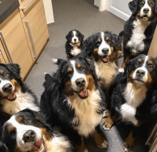 Illustration de l'article : 14 photos de chiens qui sont des concentrés d'énergie positive et veulent la partager avec vous