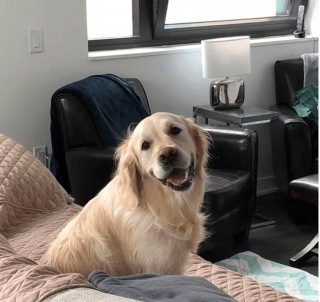 Illustration de l'article : 14 photos de chiens qui sont des concentrés d'énergie positive et veulent la partager avec vous