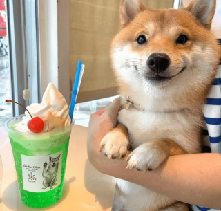 Illustration de l'article : 14 photos de chiens qui sont des concentrés d'énergie positive et veulent la partager avec vous