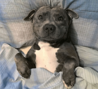 Illustration de l'article : 14 photos de chiens qui sont des concentrés d'énergie positive et veulent la partager avec vous