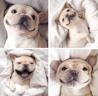 Illustration de l'article : 14 photos de chiens qui sont des concentrés d'énergie positive et veulent la partager avec vous