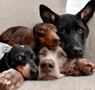 Illustration de l'article : 14 photos de chiens qui sont des concentrés d'énergie positive et veulent la partager avec vous