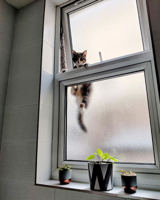 Illustration de l'article : 20 photos de chiens et de chats pour lesquels la notion d'intimité n'a aucun sens