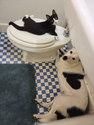 Illustration de l'article : 20 photos de chiens et de chats pour lesquels la notion d'intimité n'a aucun sens