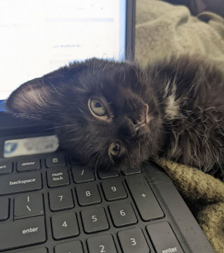 Illustration de l'article : 20 photos de chiens et de chats pour lesquels la notion d'intimité n'a aucun sens