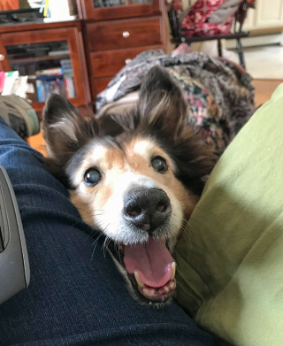 Illustration de l'article : 20 photos de chiens et de chats pour lesquels la notion d'intimité n'a aucun sens