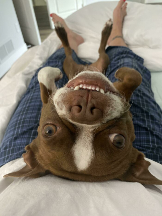 Illustration de l'article : 20 photos de chiens et de chats pour lesquels la notion d'intimité n'a aucun sens