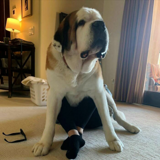 Illustration de l'article : 20 photos de chiens et de chats pour lesquels la notion d'intimité n'a aucun sens