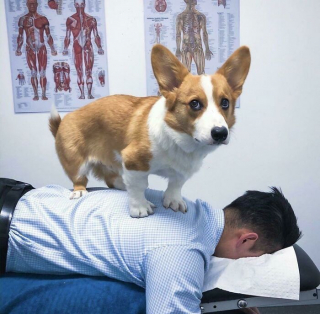 Illustration de l'article : 20 photos de chiens et de chats pour lesquels la notion d'intimité n'a aucun sens