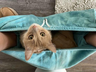 Illustration de l'article : 20 photos de chiens et de chats pour lesquels la notion d'intimité n'a aucun sens