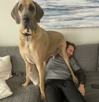 Illustration de l'article : 20 photos de chiens et de chats pour lesquels la notion d'intimité n'a aucun sens