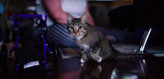 Illustration de l'article : Paralysé des pattes arrières, un chat se voit offrir un fauteuil roulant et réapprend à marcher (vidéo)