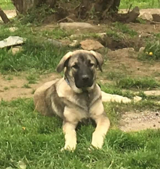 Illustration de l'article : Une chienne en danger et à l’apparence squelettique devient une véritable miraculée