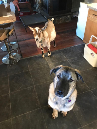 Illustration de l'article : Une chienne en danger et à l’apparence squelettique devient une véritable miraculée