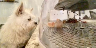 Illustration de l'article : Sa chienne trouve un œuf mystérieux dans la nature et ne le quitte plus des yeux jusqu’à son éclosion (vidéo)